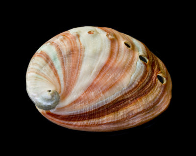 unpolished abalone shell.jpg