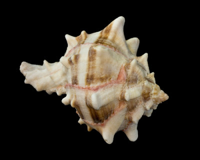 conch type shell.jpg
