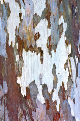 eucalyptus bark-4.jpg