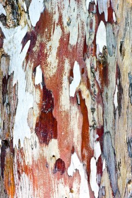 eucalyptus bark-7.jpg