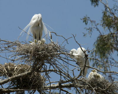egret chicks-2.jpg