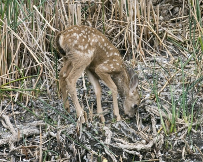 mule deer fawn-7.jpg