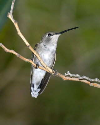 humming bird perched-5.jpg
