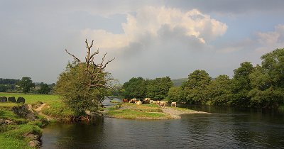 Cattle On The River Dee