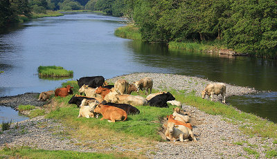 Cattle On The River Dee