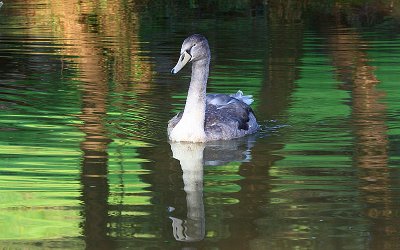 One of Cyril's Cygnets