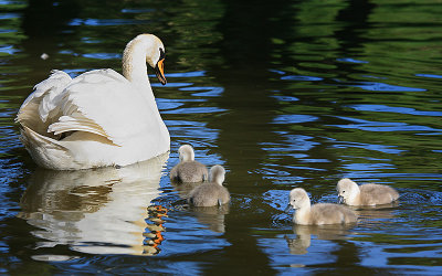Cyril's Partner and Cygnets.