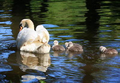 Cyril's Partner and Cygnets