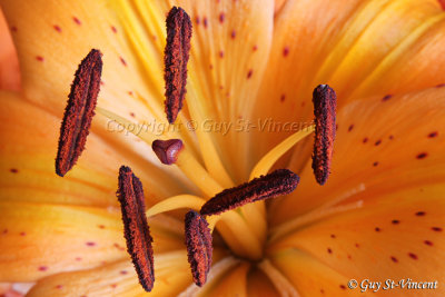 Orange Lily I