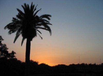 Sunset and Palm