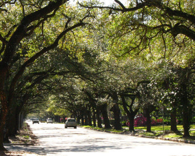 trees in my neighborhood