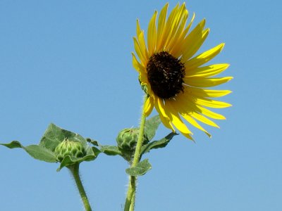 sunflower.jpg