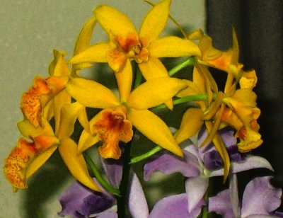 2 Orchids