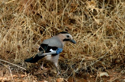 Ntskrika rasen Atricapillus