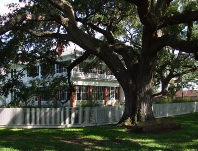 Huge Spreading Live Oak - Read Below