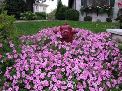 Petunia Covered Hydrant