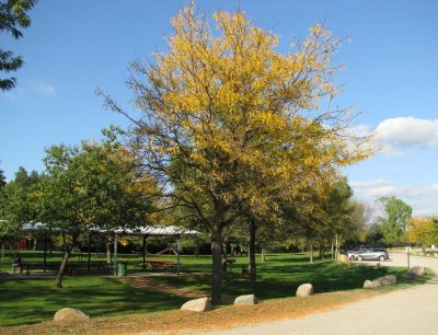 Autumn  - Park on Elms Rd.