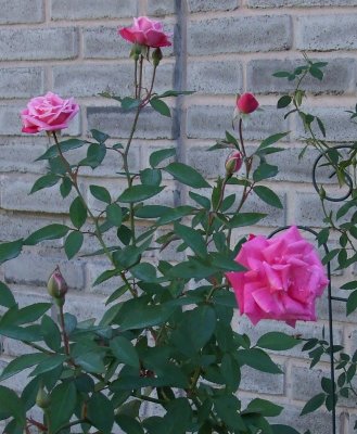 Rosemawr  Roses