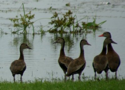 Whistling Ducks