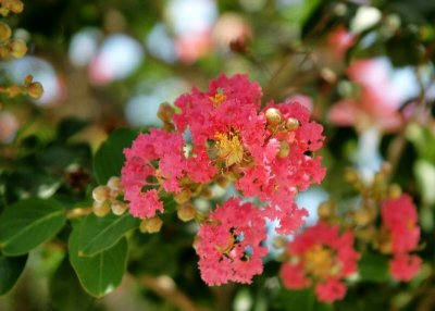 Crape Myrtle