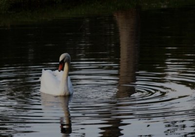 Mute Swan