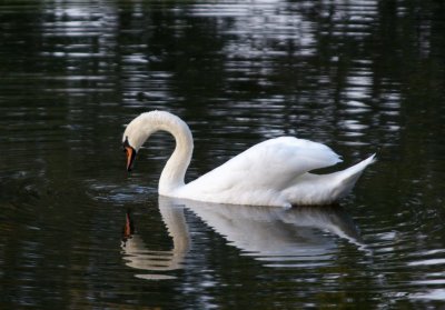 Mute Swan