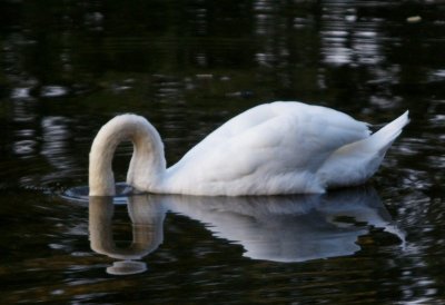 Mute Swan