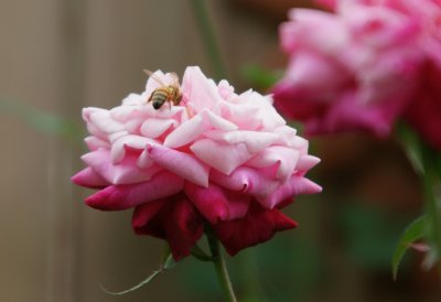 Bumble Bee with Archduke Charles Rose