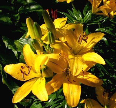 Yellow Lilies