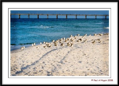 Terns on the beach.jpg