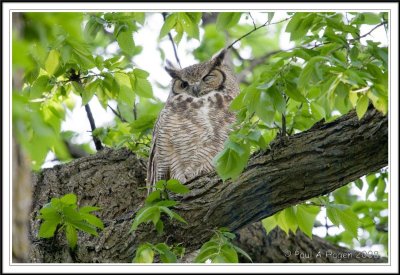 horned-owl-2.jpg