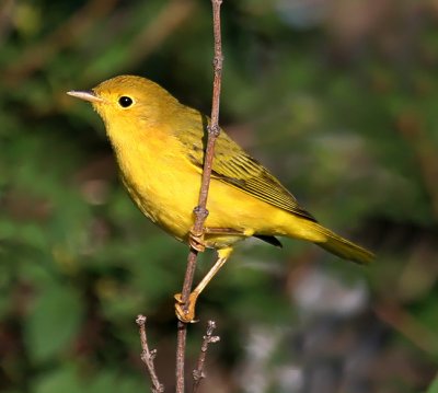 Yellow Warbler