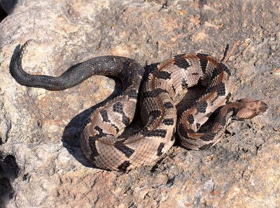 Timber Rattlesnake