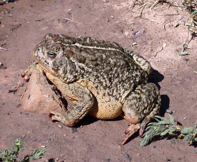 Woodhouse's Toad