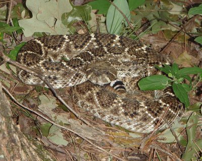 Western Diamond-backed Rattlesnake