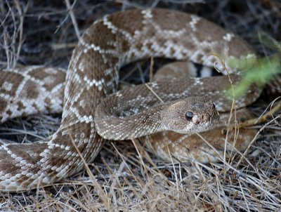 Red Diamond Rattlesnake