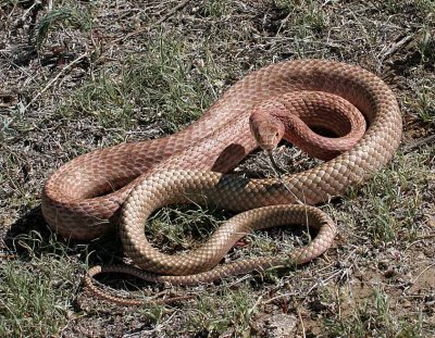 Western Coachwhip