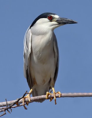 Black-crowned Night-heron