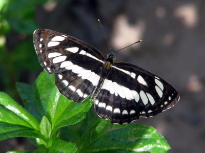 Common Sailor - Neptis hylas