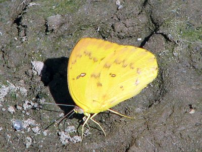 Lemon Emigrant Female