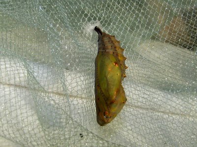 Painted Lady Chrysalis