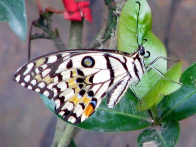 Papilio demoleus malayanus