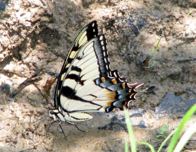 Puddling Eastern Tiger Swallowtail