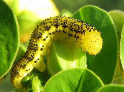 Sulfur larva, flower eater