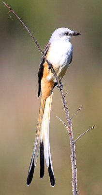 Scissor-tailed Flycatcher