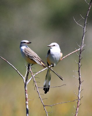 Scissor-tailed Flycatchers