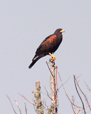 Harris's Hawk