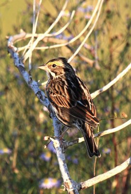 Savannah Sparrow