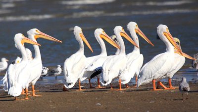 White Pelicans