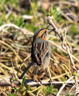 Nelson's Sharp-tailed Sparrow